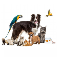 Animale de Companie